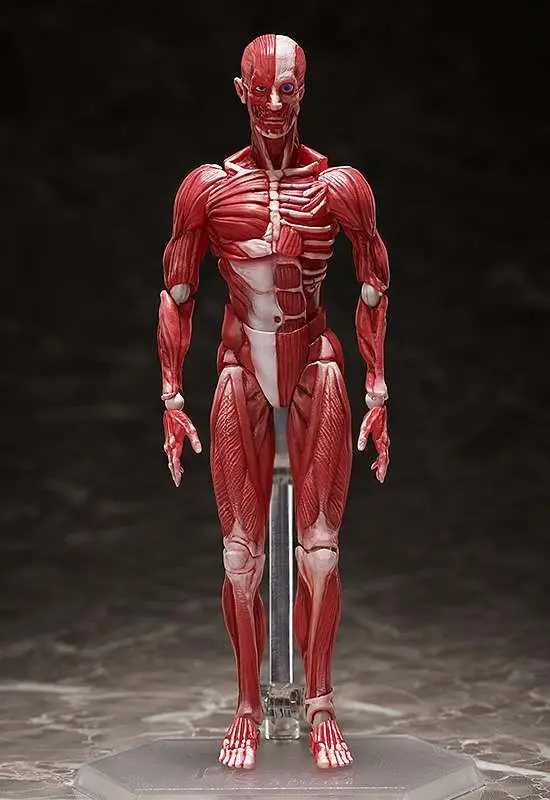 human anatomical model figma af